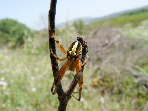 Neoscona sp.